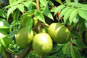 Inilah Khasiat Buah Kedondong dan Penjelasannya!