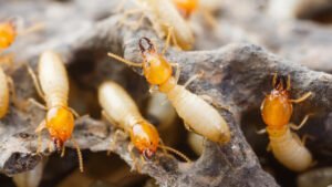 Trik Mudah Membasmi Serangga Rayap