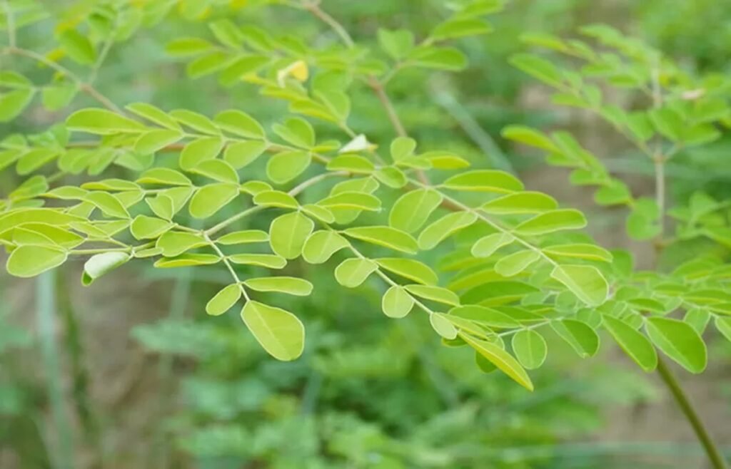 Daun Kelor: Kandungan, Manfaat, dan Efek Samping yang Perlu Diwaspadai