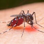 Jangan Anggap Remeh Demam Berdarah Dengue