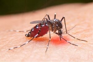 Jangan Anggap Remeh Demam Berdarah Dengue
