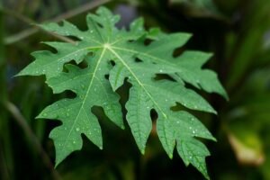 Bolehkah Mengonsumsi Daun Pepaya Setiap Hari? Ini Penjelasannya