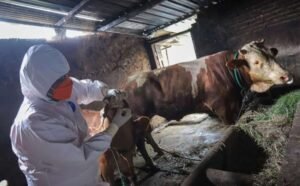 Kasus Antraks Pertama Thailand Sejak 1994