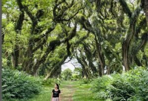 Liburan Estetik di De Djawatan Banyuwangi
