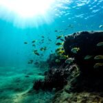 Kota Bawah Laut: Menjelajahi Teknologi dan Masa Depan Tempat Tinggal Manusia di Kedalaman Laut